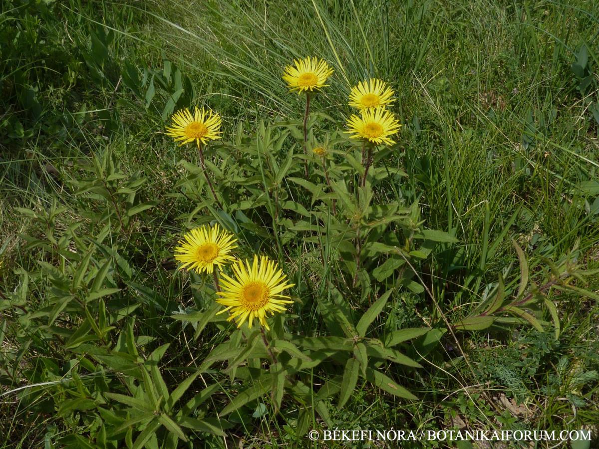 Inula hirta L.