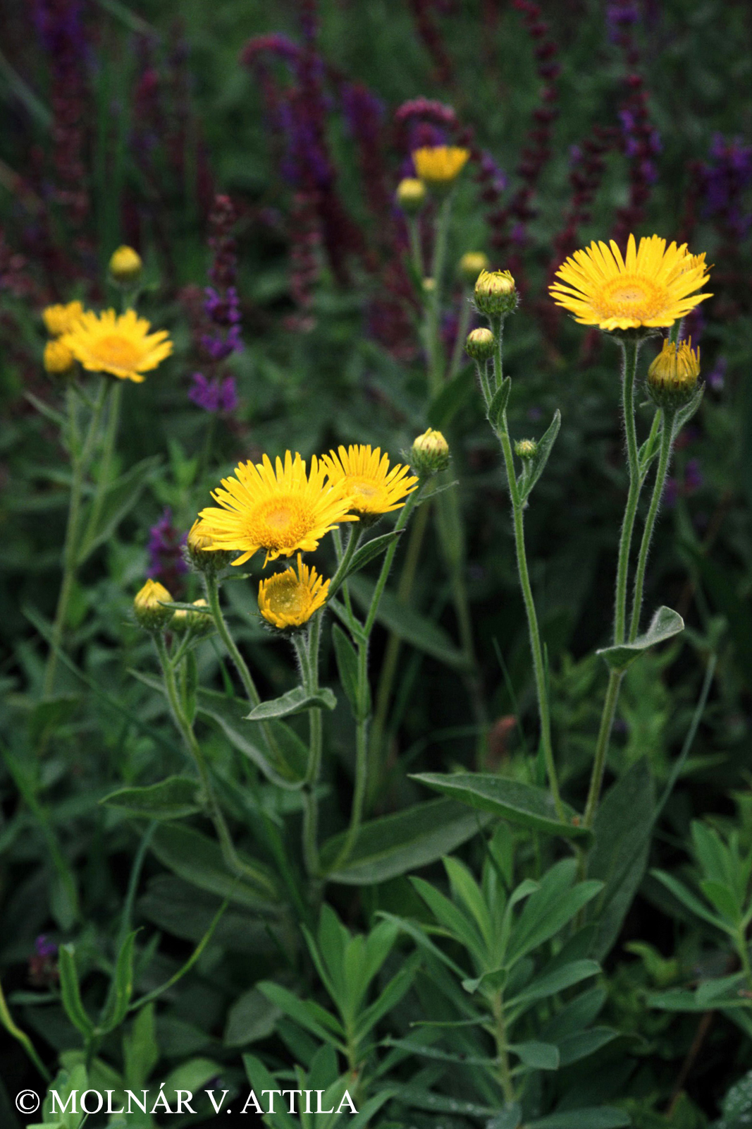 Inula oculus-christi L.