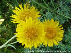 Inula oculus-christi L. 2.Kép