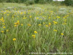 Inula oculus-christi L. 3.Kép