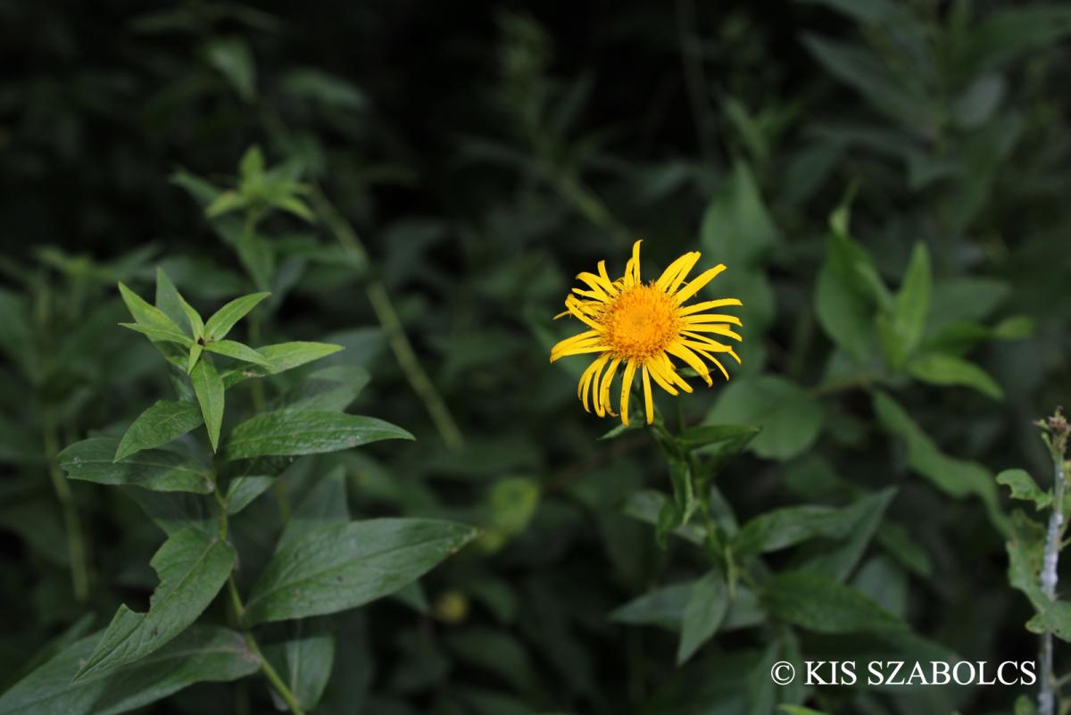 Inula salicina L.
