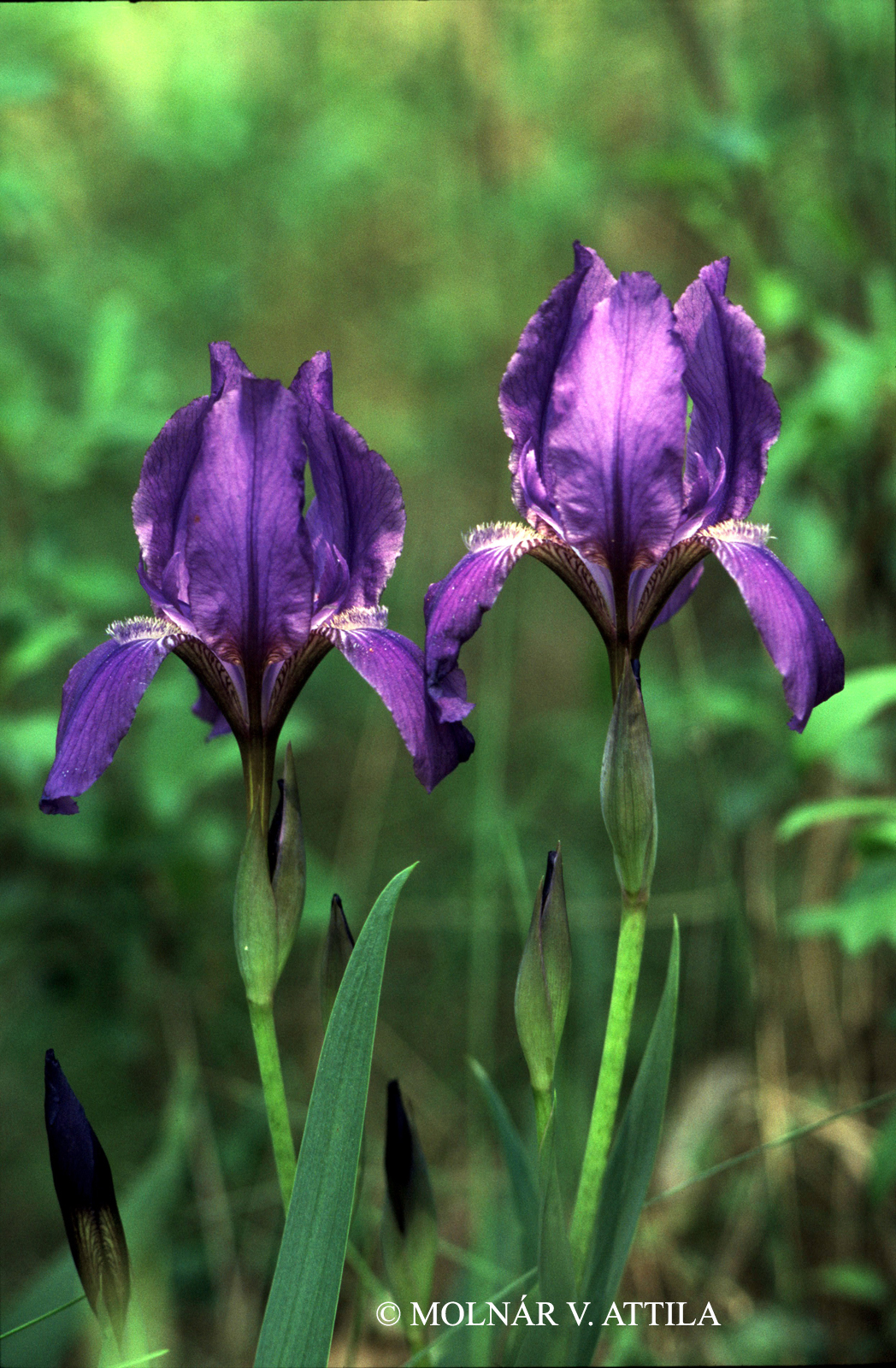 Iris aphylla L. subsp. hungarica (Waldst. et Kit.) Hegi