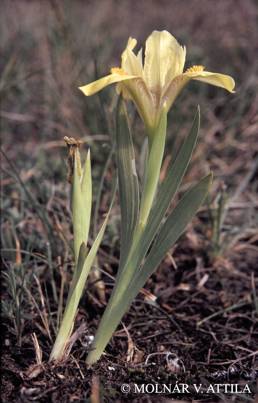 Iris arenaria Waldst. et Kit.