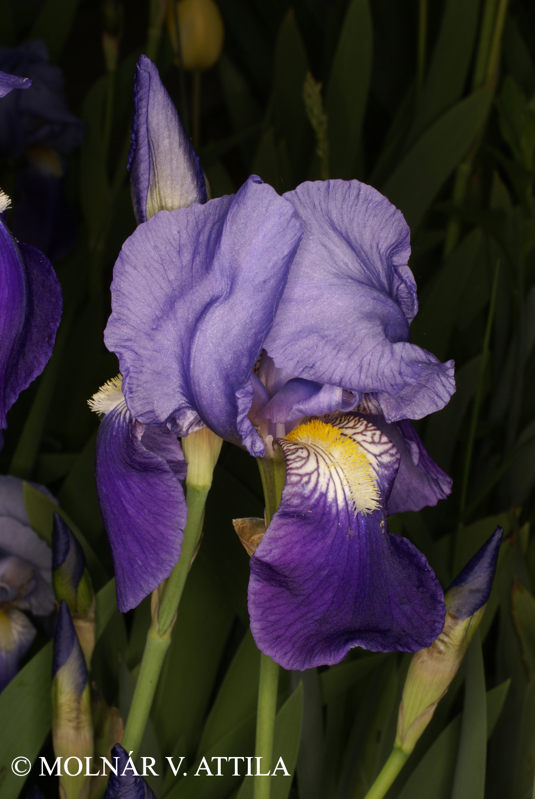 Iris  germanica L.