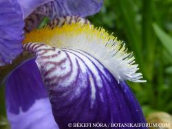 Iris  germanica L. 2.Kép