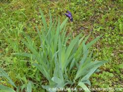 Iris  germanica L. 3.Kép