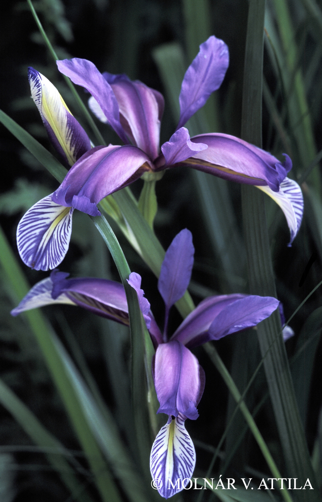 Iris graminea L.