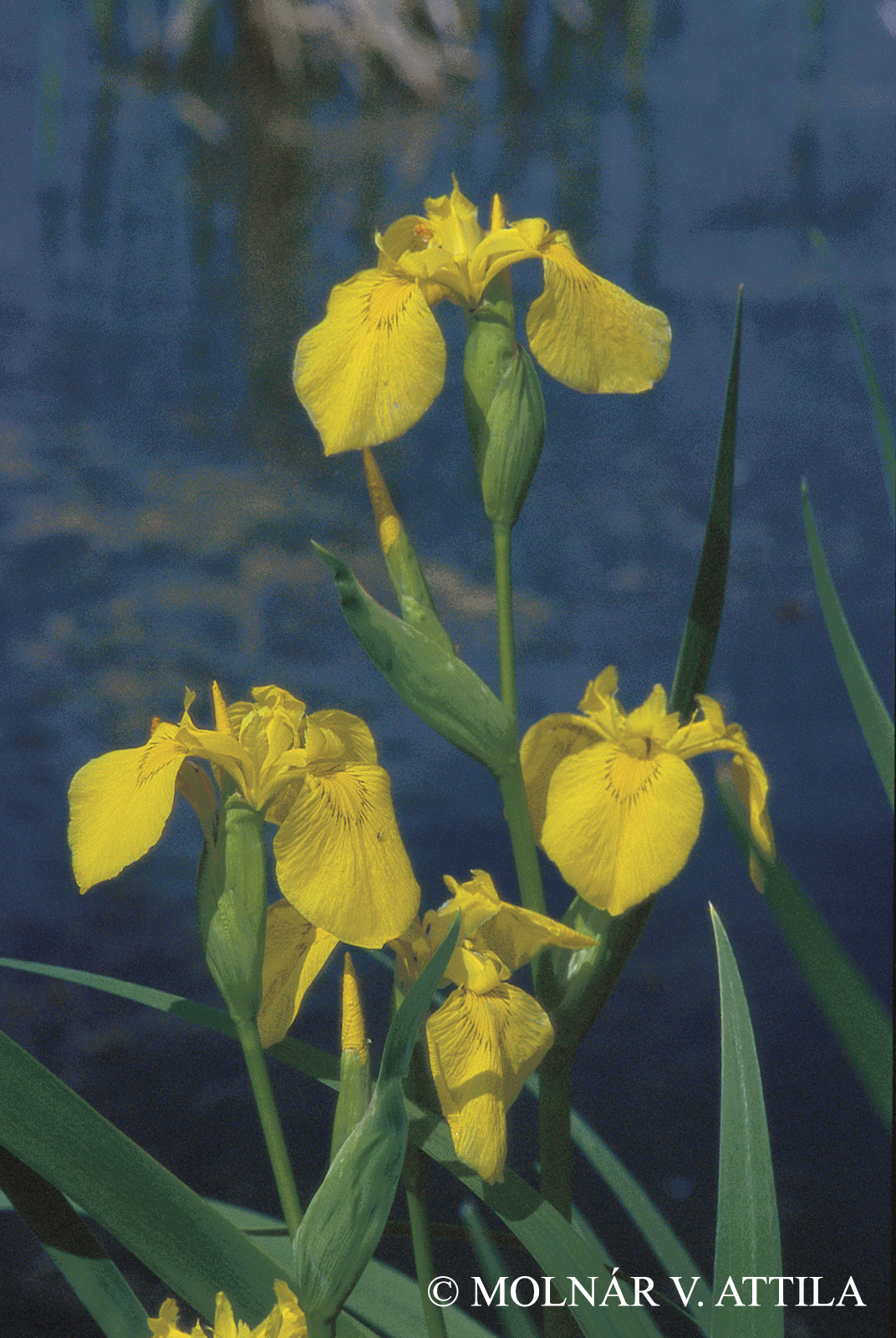 Iris pseudacorus L.