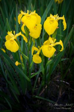 Iris pseudacorus L. 2.Kép