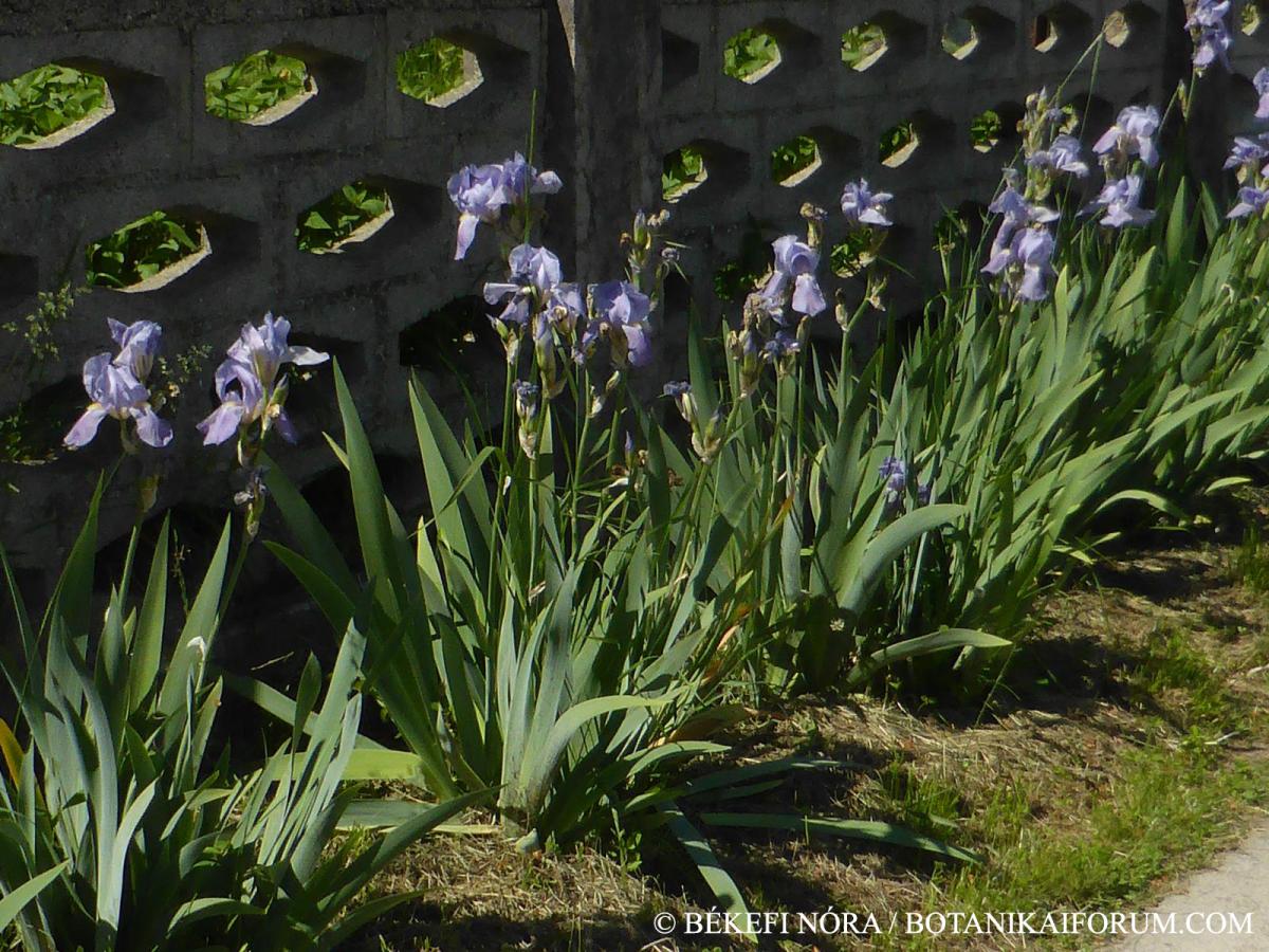 Iris pallida Lam.