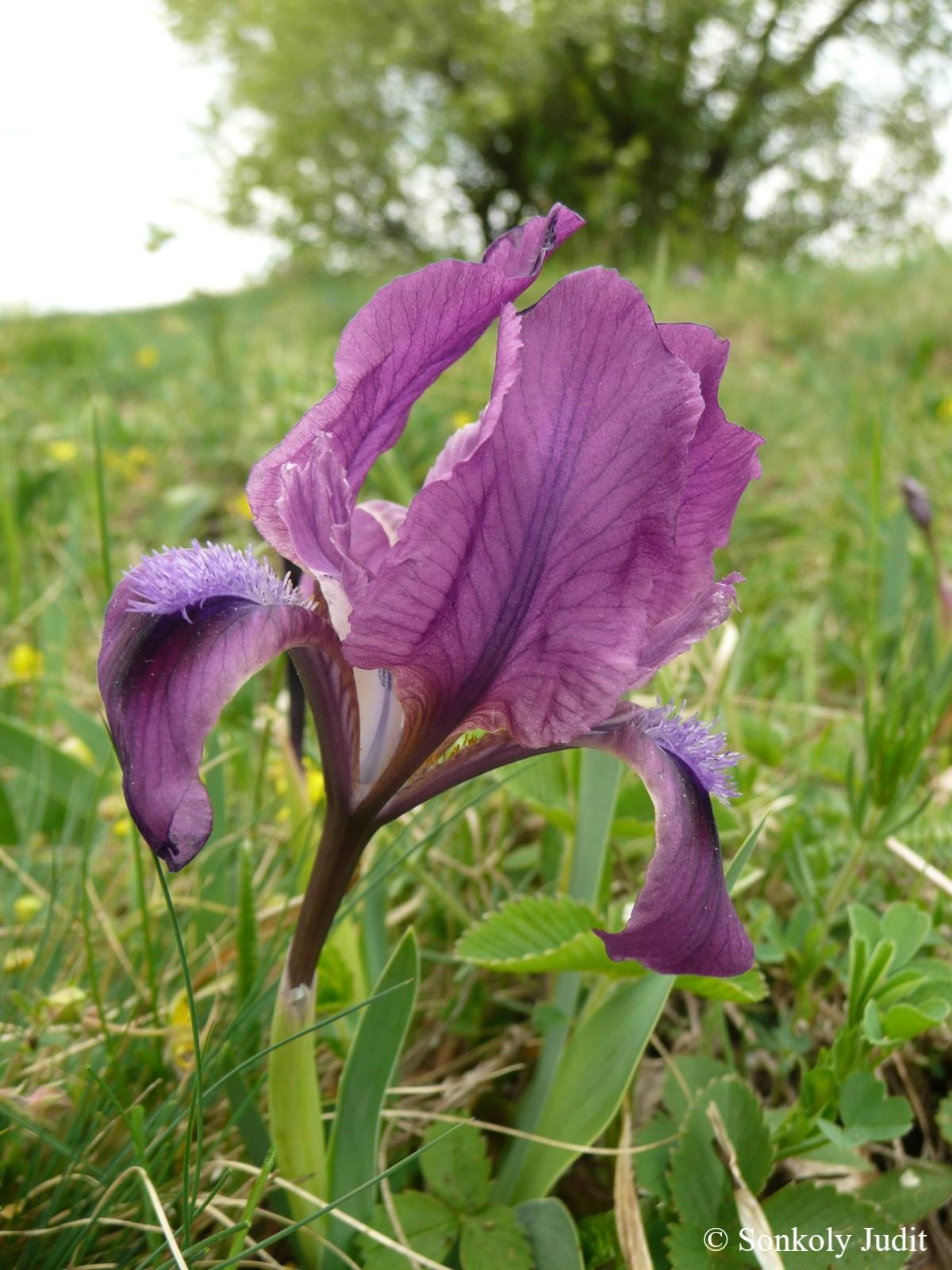 Iris pumila L.