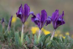 Iris pumila L. 2.Kép