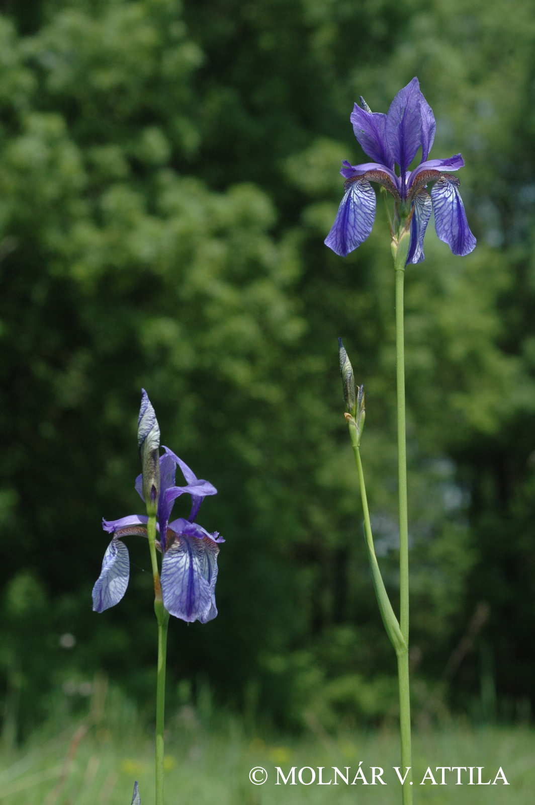 Iris sibirica L.