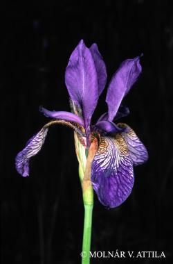 Iris sibirica L. 2.Kép
