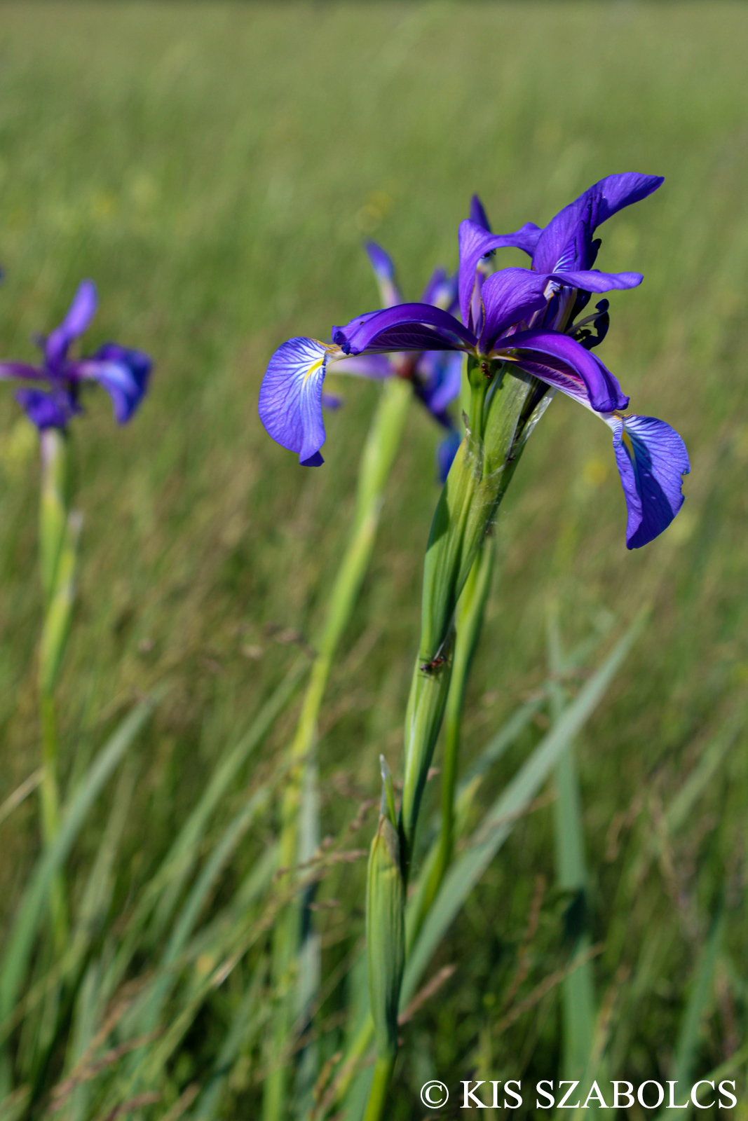 Iris spuria L.