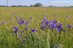 Iris spuria L. 2.Kép