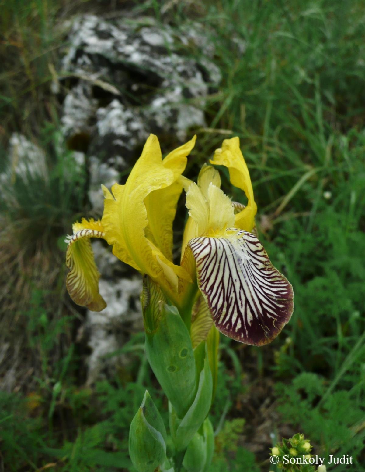 Iris variegata L.