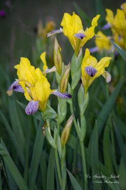 Iris variegata L. 2.Kép