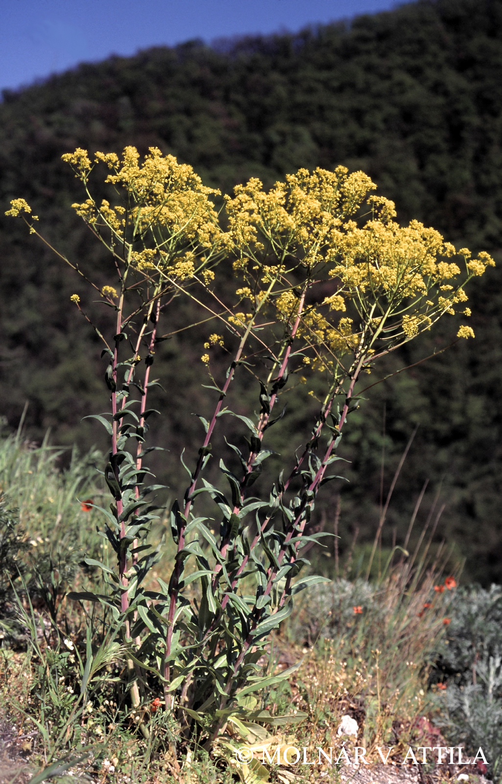 Isatis tinctoria L.