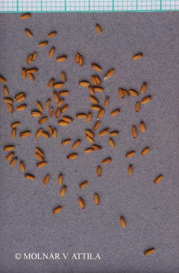 Isatis tinctoria L. 3.Image