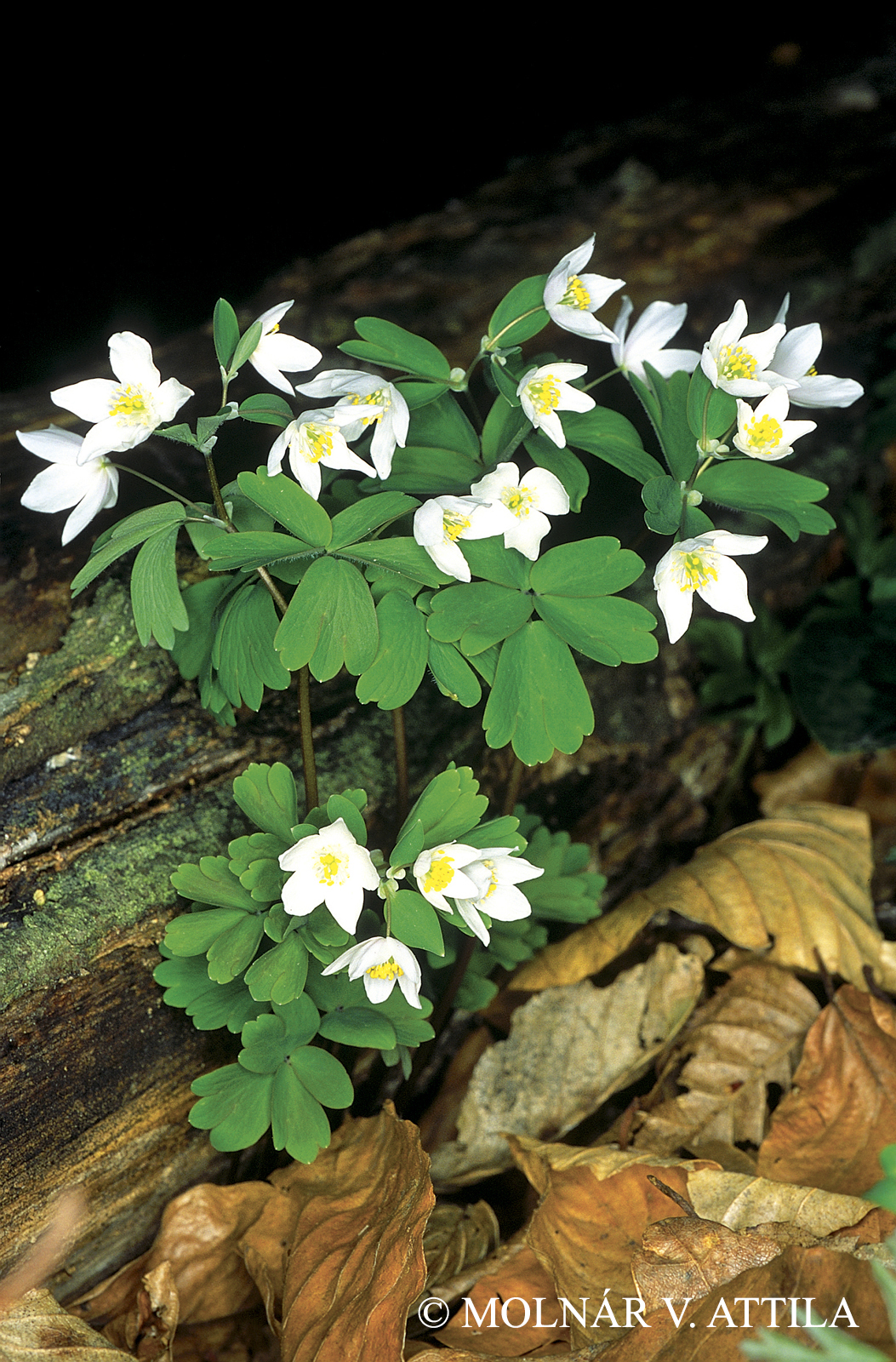 Isopyrum thalictroides L.