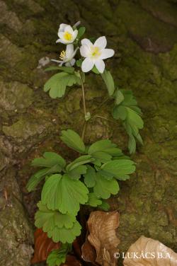 Isopyrum thalictroides L. 2.Kép