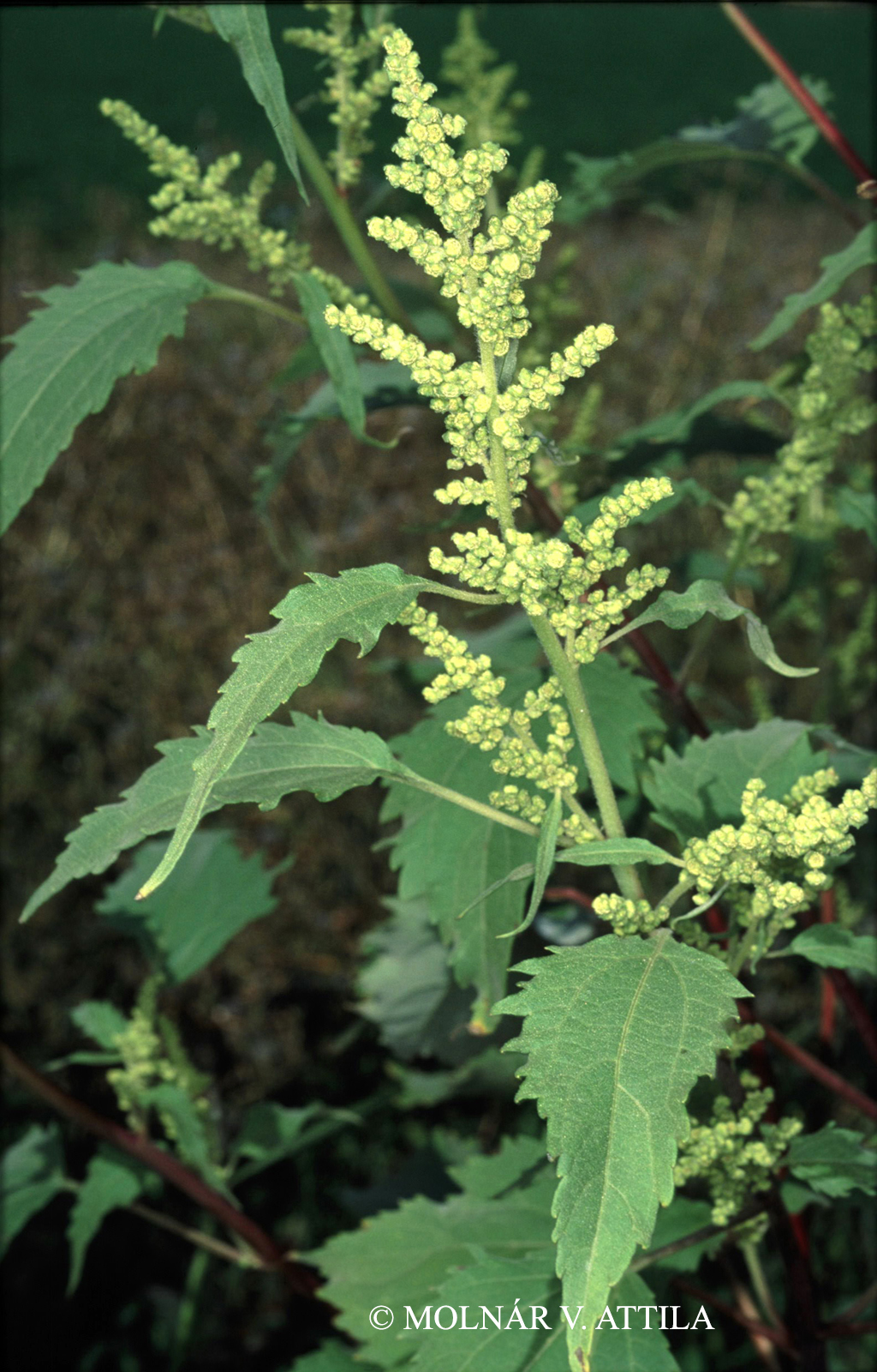Iva xanthiifolia Nutt.