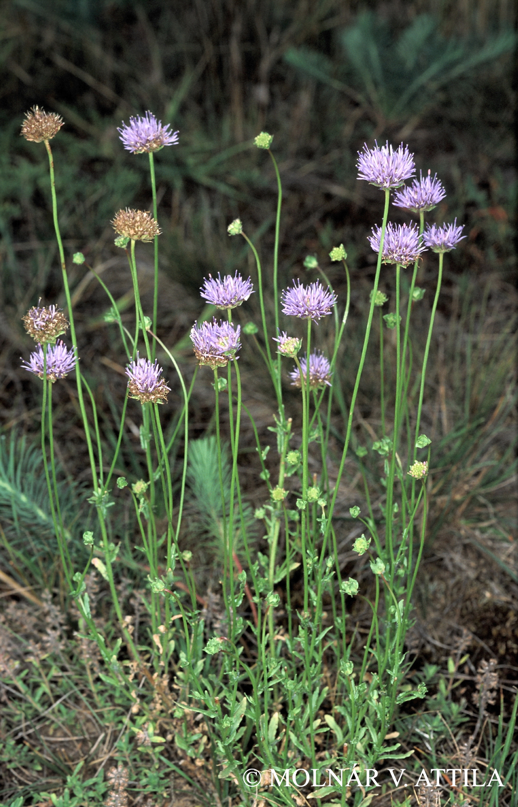 Jasione montana L.