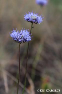 Jasione montana L. 2.Image