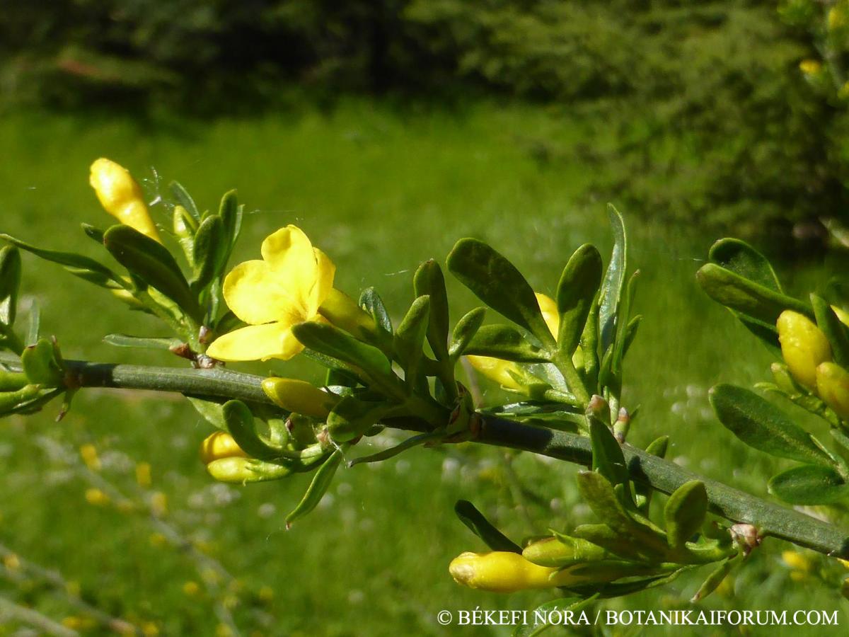 Jasminum fruticans L.