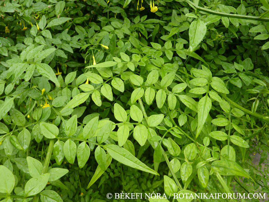 Jasminum humile L.