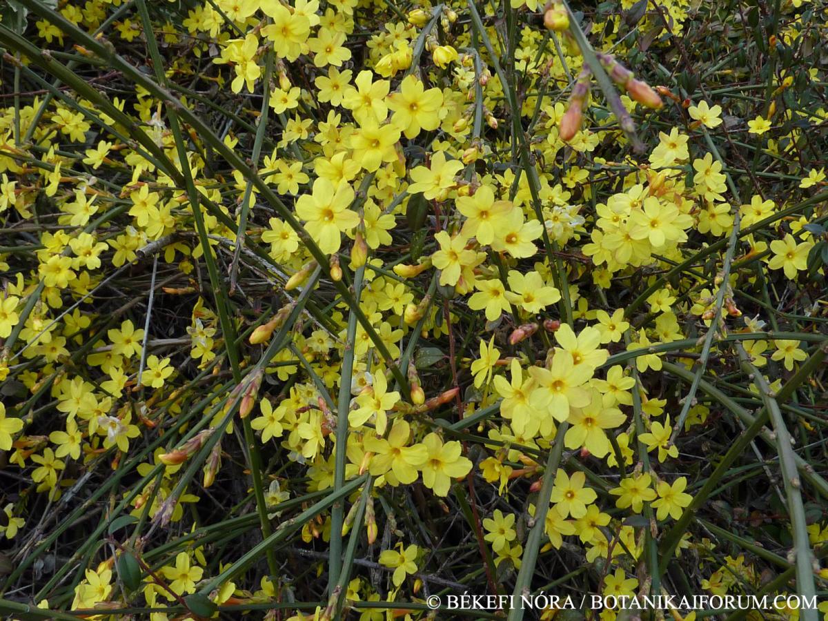 Jasminum nudiflorum Lindl.
