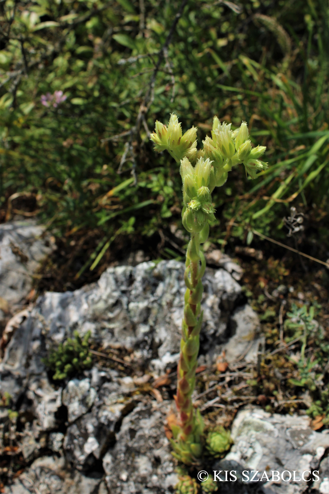 Jovibarba globifera (L.) J. Parn.
