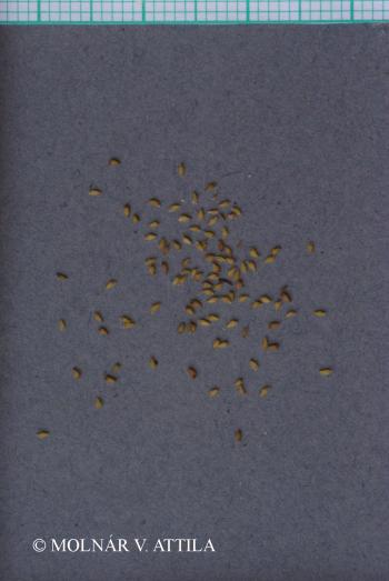 Jovibarba globifera (L.) J. Parn. 3.Kép