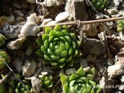 Jovibarba globifera (L.) J. Parn. 2.Kép