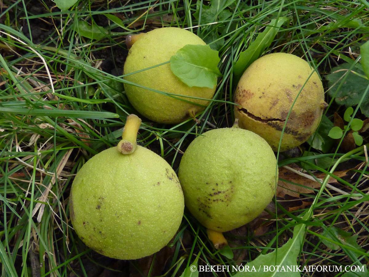 Juglans nigra L.