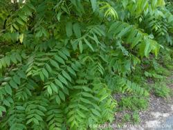 Juglans nigra L. 2.Kép