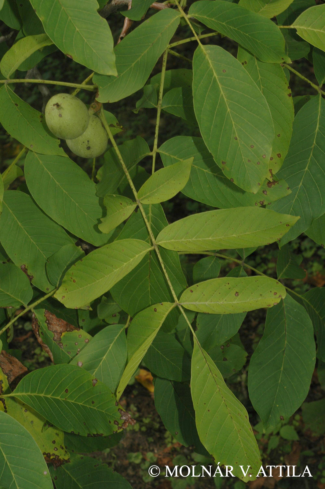 Juglans regia L.