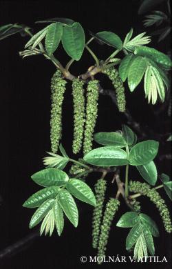 Juglans regia L. 2.Kép