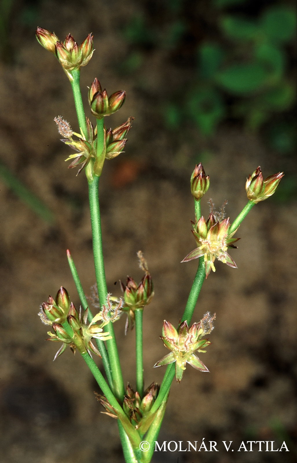 Juncus articulatus L.