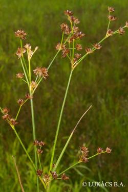 Juncus articulatus L. 2.Image