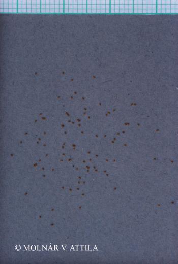 Juncus articulatus L. 3.Image