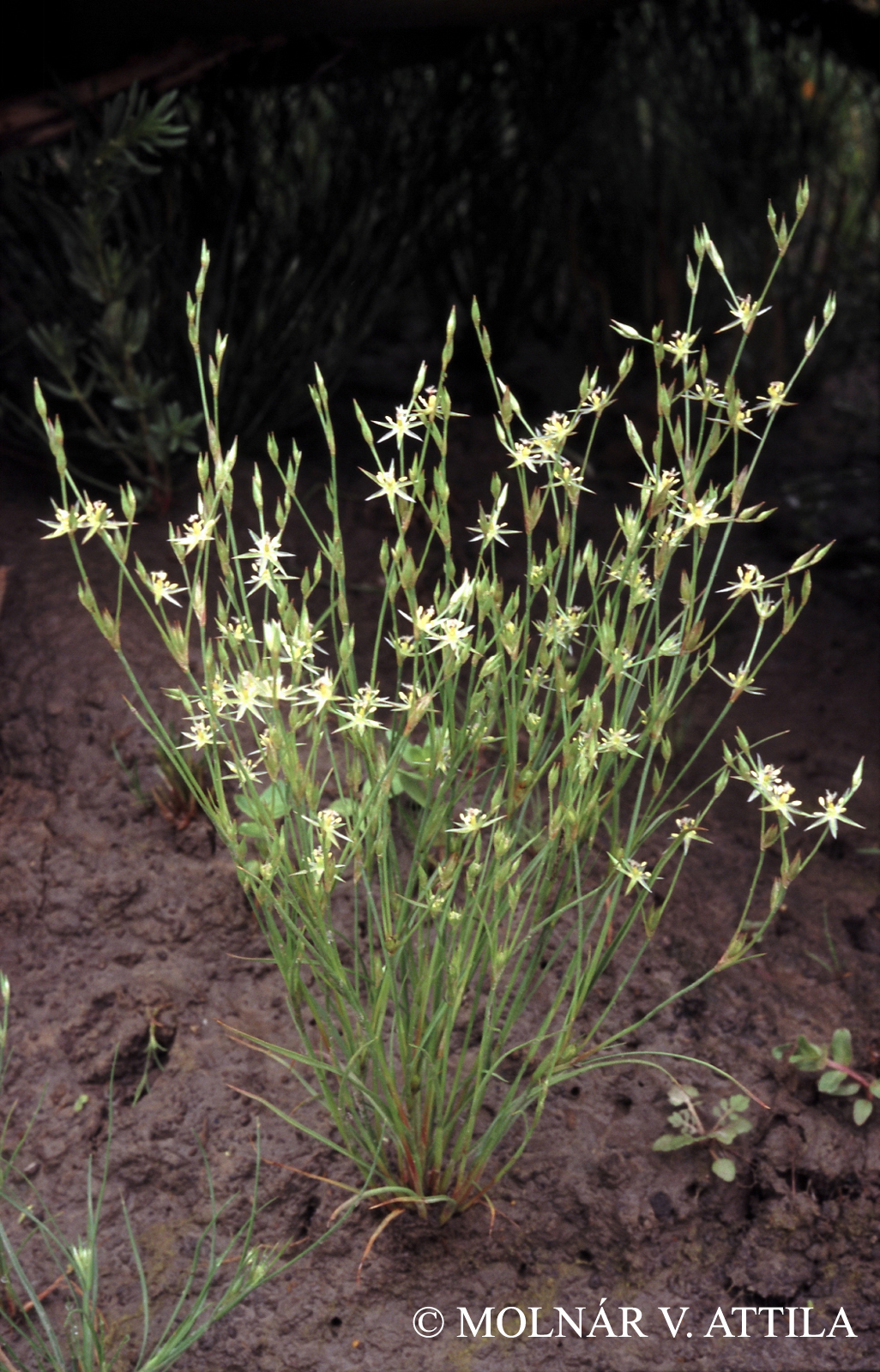 Juncus bufonius agg.
