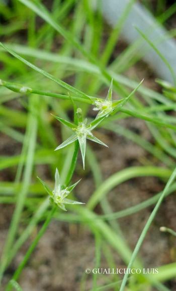Juncus bufonius agg. 3.Image