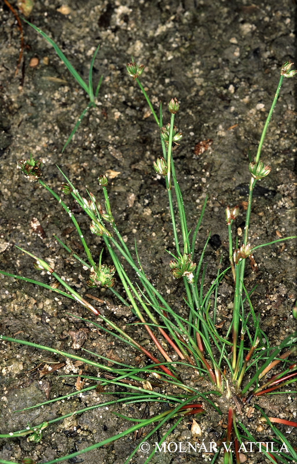 Juncus bulbosus L.