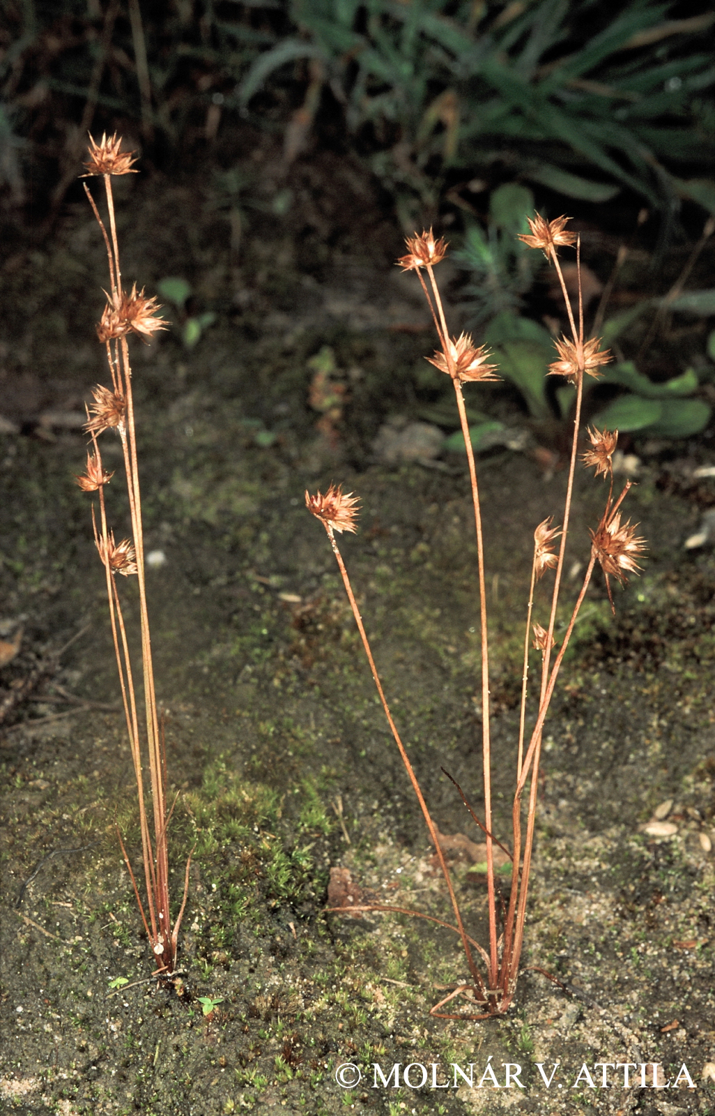 Juncus capitatus Weigel