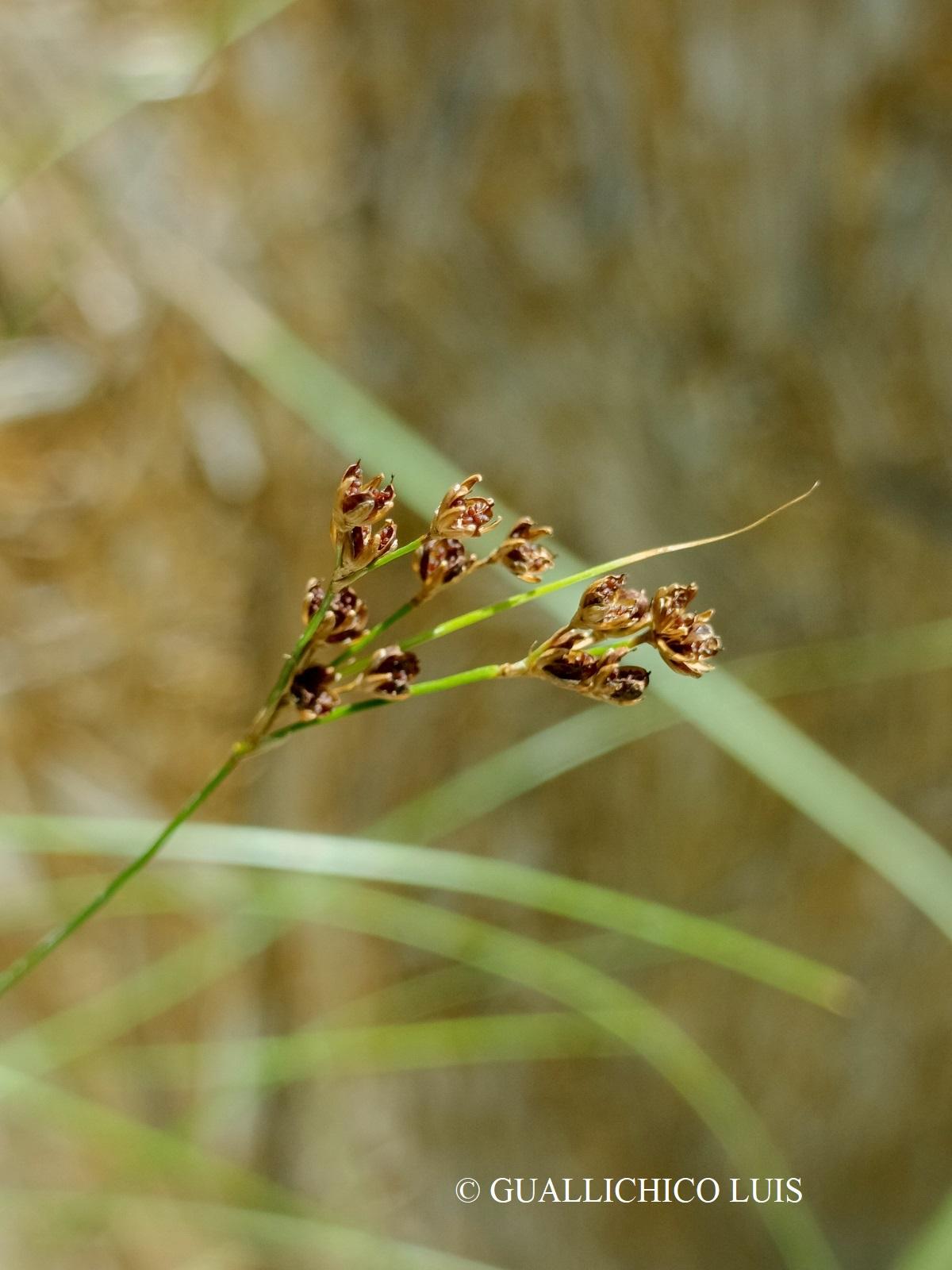 Juncus compressus Jacq.