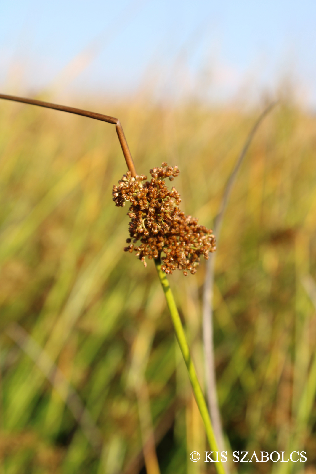 Juncus conglomeratus L.