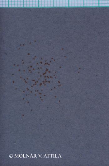Juncus conglomeratus L. 2.Image