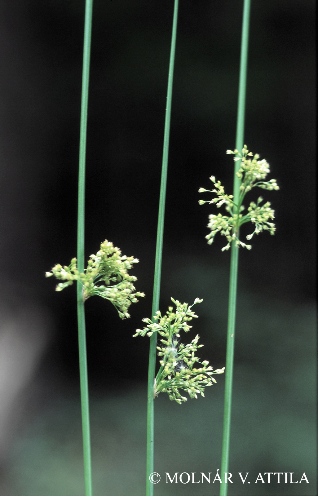 Juncus effusus L.